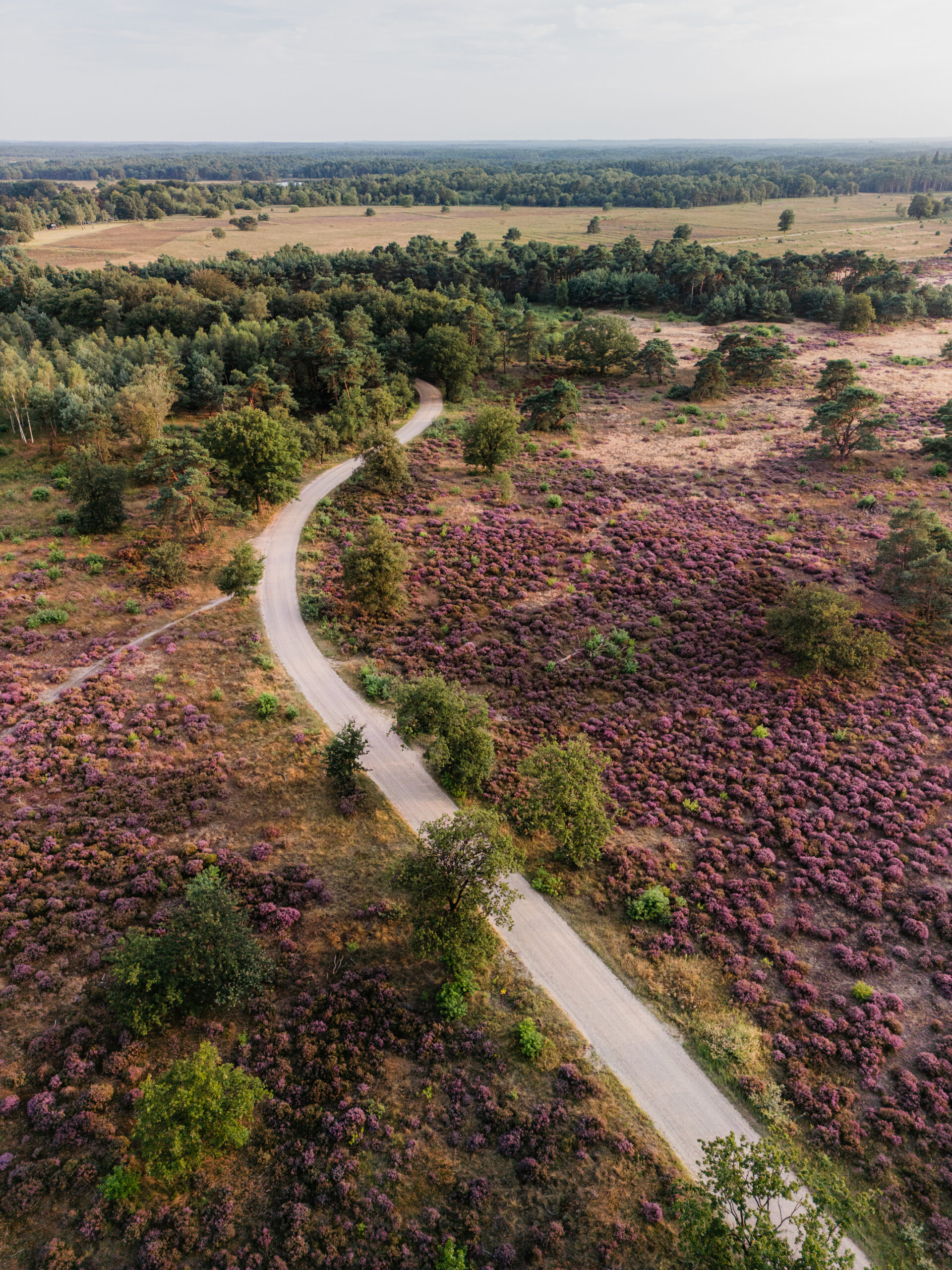 Asselse Heide