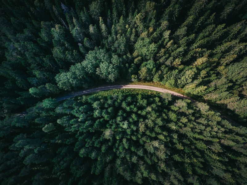 De Veluwe bij Lieren